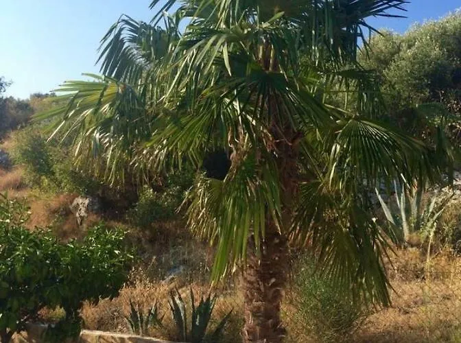 Lavendel 特罗吉尔